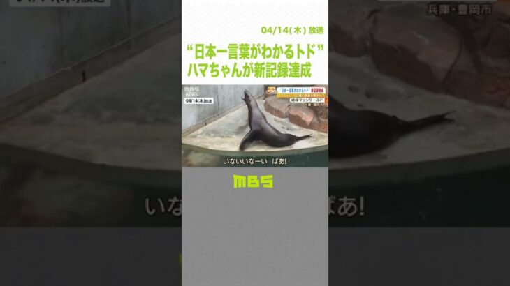 ５０種類の言葉を聞き分け！「日本一言葉がわかるトド」のハマちゃんが新記録更新（2022年4月14日）#Shorts #トド #言葉