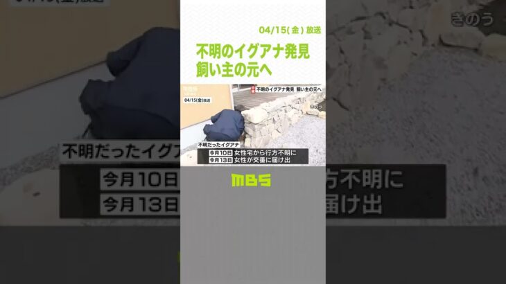 脱走していた「イグアナ」発見“体調に異常なし”「安心して歩ける」住民から安堵の声（2022年4月15日）#Shorts#グリーンイグアナ#捕獲