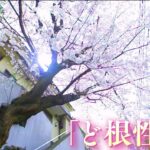 【桜の記録】家の外壁突き破る『ど根性桜』と『家主』の再会…「私の人生に花を添えてくれた」（2022年4月14日）