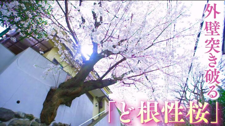 【桜の記録】家の外壁突き破る『ど根性桜』と『家主』の再会…「私の人生に花を添えてくれた」（2022年4月14日）