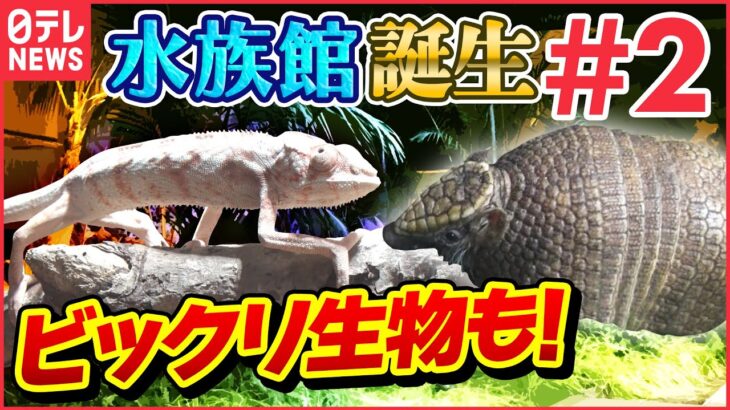 【世界遺産】アマゾンのスコールまで再現!巨大魚の展示も!完結編「水族館誕生の舞台裏」