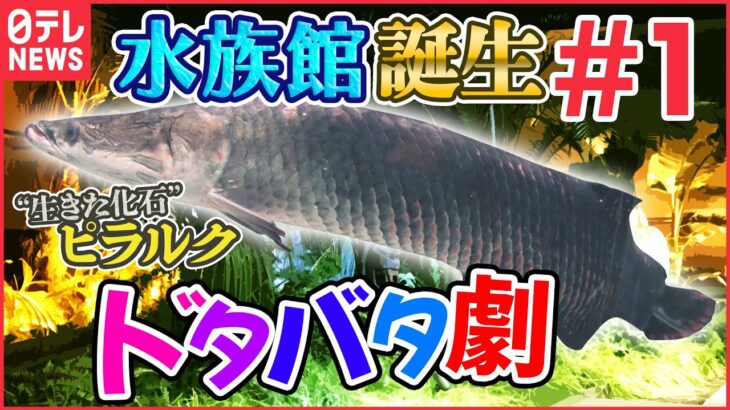 【密着】アマゾンの世界遺産も再現!ピラニアに熱帯魚も…「水族館誕生の舞台裏」