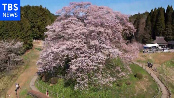 【令和のサクラ】「醍醐桜」地域を見守る千年桜 岡山・真庭市｜TBS NEWS