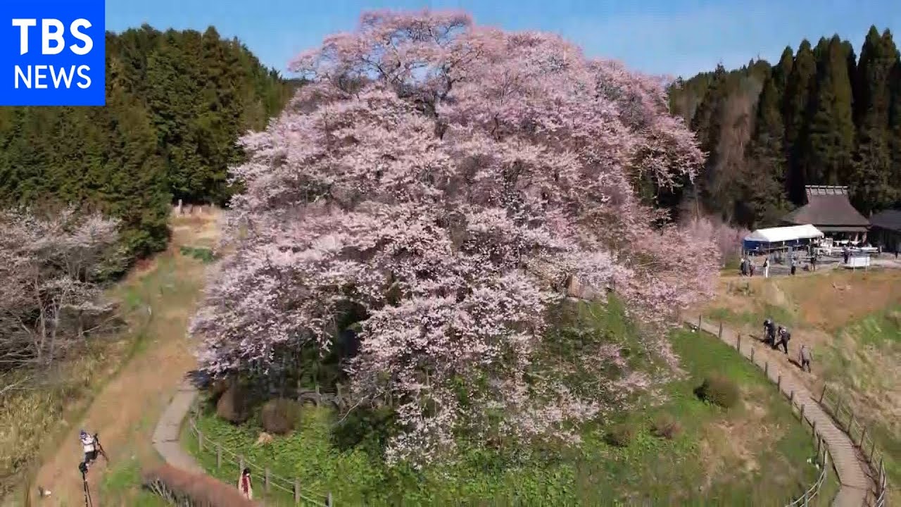 【令和のサクラ】「醍醐桜」地域を見守る千年桜 岡山・真庭市|TBS NEWS