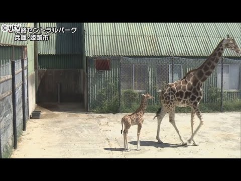 キリンの赤ちゃん一般公開、ママと一緒に「屋外デビュー」　姫路セントラルパーク