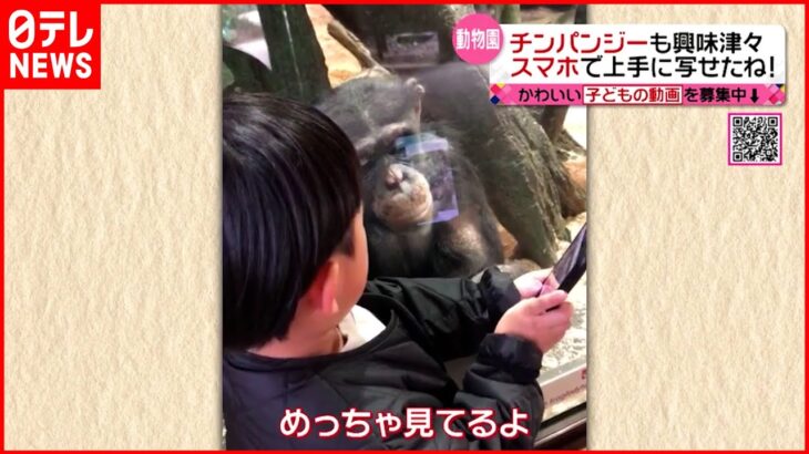 【動物園】スマホにチンパンジーも興味津々