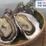 京都で「育成岩がき」の出荷始まる　ミネラルを多く含んだ水が流れ込む舞鶴湾で育つ（2022年4月16日）