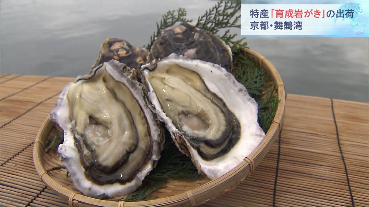 京都で「育成岩がき」の出荷始まる　ミネラルを多く含んだ水が流れ込む舞鶴湾で育つ（2022年4月16日）