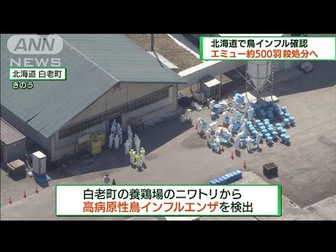 北海道で鳥インフル感染相次ぐ　エミューの確認は初(2022年4月17日)