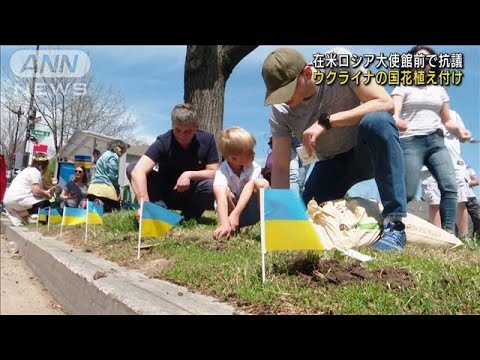 ウクライナの国花植え反戦訴え　在米ロシア大使館前(2022年4月17日)