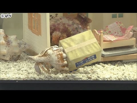 ヤドカリを引っ越し業者に見立て　「海中お引越し水槽」展示　エビとカニの水族館　和歌山・すさみ町