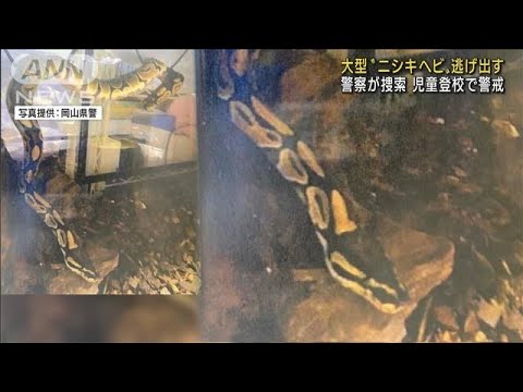 大型ニシキヘビ「ボールパイソン」逃走　警察が捜索(2022年4月18日)