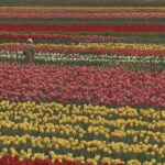 春の風物詩「たんとうチューリップまつり」１００万本の花が見ごろ　兵庫・豊岡市