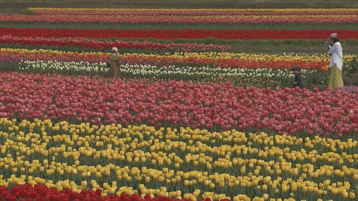 春の風物詩「たんとうチューリップまつり」１００万本の花が見ごろ　兵庫・豊岡市
