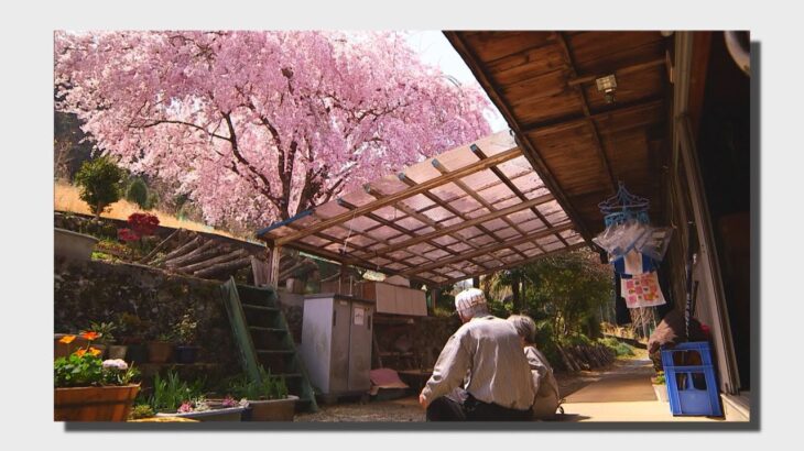 【桜の記録】かつて特等席で見た”集落に咲くしだれ桜”と夫婦の物語　花さか七朗じいさんの今『そのうち出会える』（2022年4月15日）