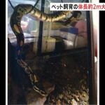 体長約２ｍの大型ヘビ「ボールパイソン」が逃げ出す　岡山｜TBS NEWS