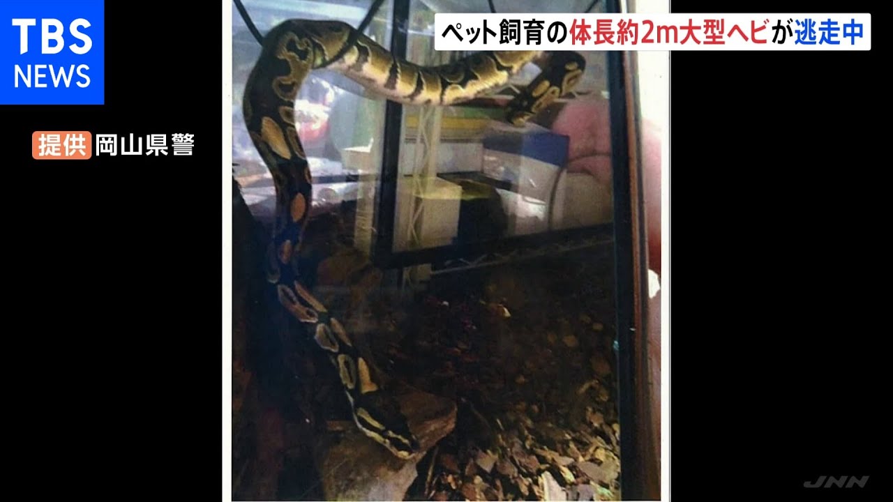 体長約2mの大型ヘビ「ボールパイソン」が逃げ出す 岡山|TBS NEWS