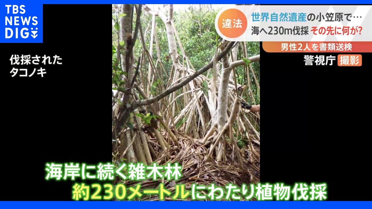 「ロウニンアジ釣るために…」世界遺産小笠原母島で絶滅危惧種伐採|TBS NEWS DIG