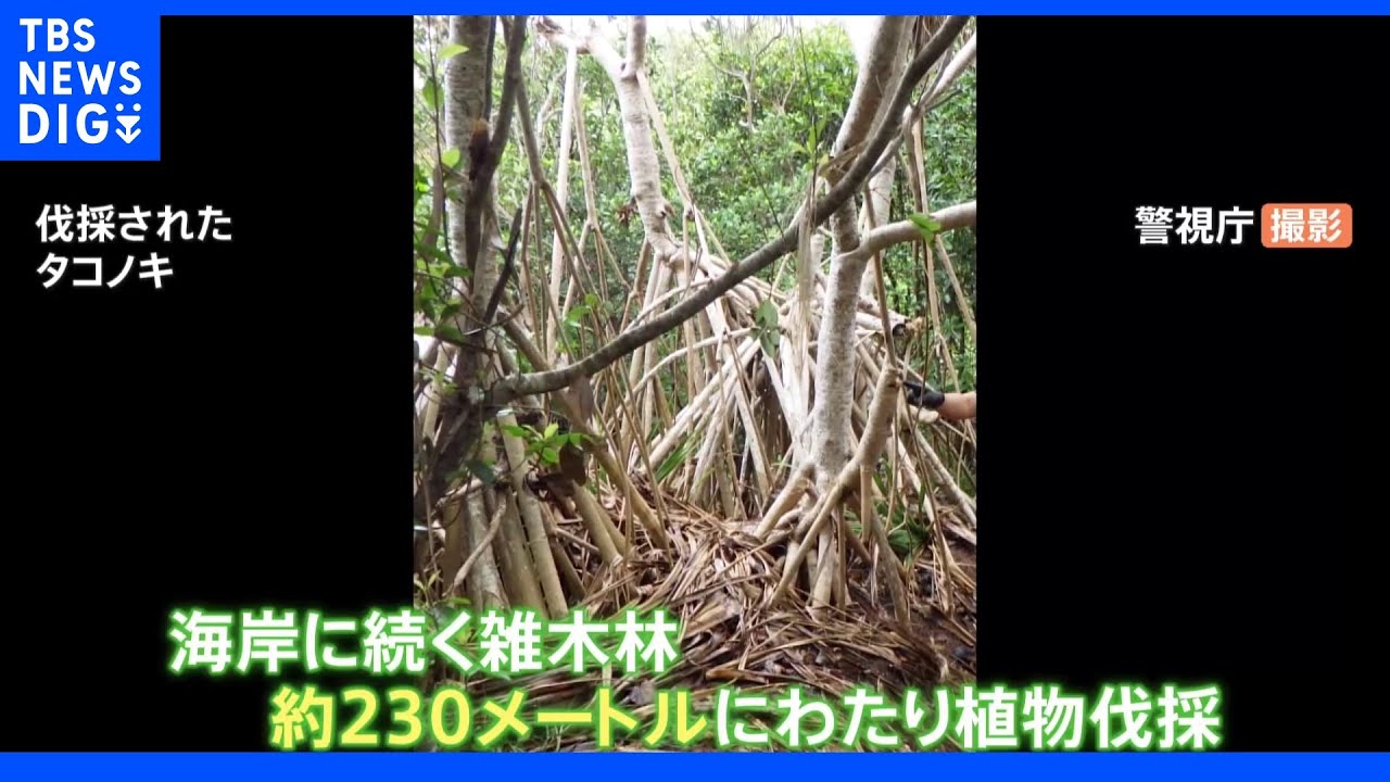 「ロウニンアジ釣るために…」世界遺産小笠原母島で絶滅危惧種伐採|TBS NEWS DIG