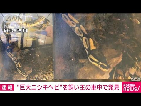 【速報】“逃走”大型ニシキヘビ　飼い主の車の中で見つかる(2022年4月18日)