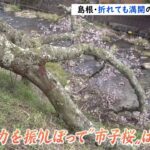 【令和のサクラ】 折れても満開に「市子桜」の生命力｜TBS NEWS