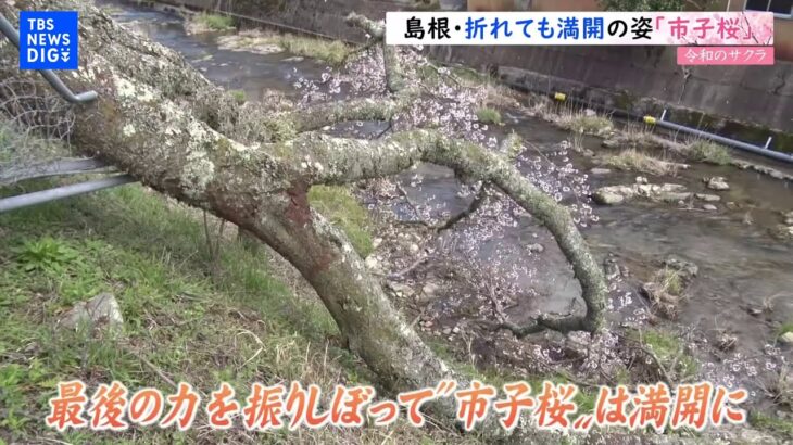 【令和のサクラ】 折れても満開に「市子桜」の生命力｜TBS NEWS