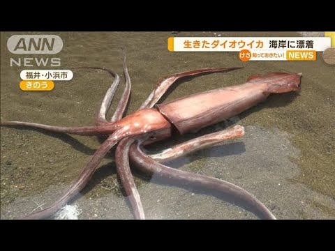 「ダイオウイカ」が海岸に漂着　“生きた”状態は初(2022年4月21日)