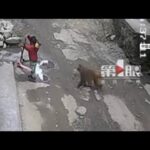 サルが女児の服つかみ連れ去ろうと・・・　中国で衝撃の瞬間映像(2022年4月21日)