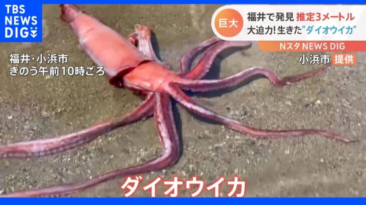 全長約３メートル ダイオウイカが福井で生きたまま打ち上がる｜TBS NEWS DIG