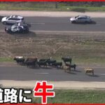 【アメリカ】高速道路に牛の群れ…車の事故で投げ出されたか