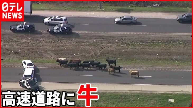 【アメリカ】高速道路に牛の群れ…車の事故で投げ出されたか