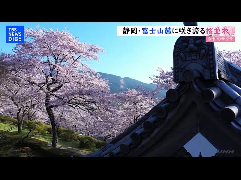 【令和のサクラ】富士山麓に咲き誇る桜並木の参道　静岡・冨士霊園｜TBS NEWS