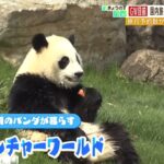 ＧＷ旅行予約『和歌山は去年の７倍』！？パンダやあのロケ地に“海開き一番乗り”も！（2022年4月22日）