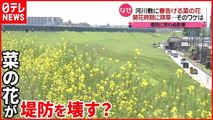 【堤防を壊す？】河川敷を黄色く染める「菜の花」 実際に被害も…