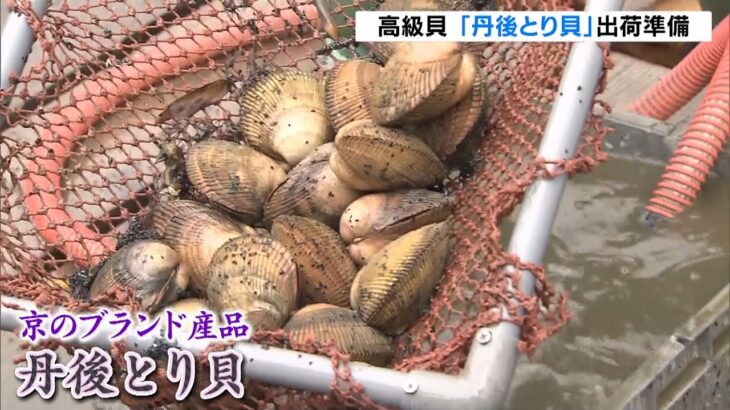 寿司のネタとしても重宝される高級貝　初夏の味覚「丹後とり貝」の出荷準備　舞鶴湾（2022年4月24日）