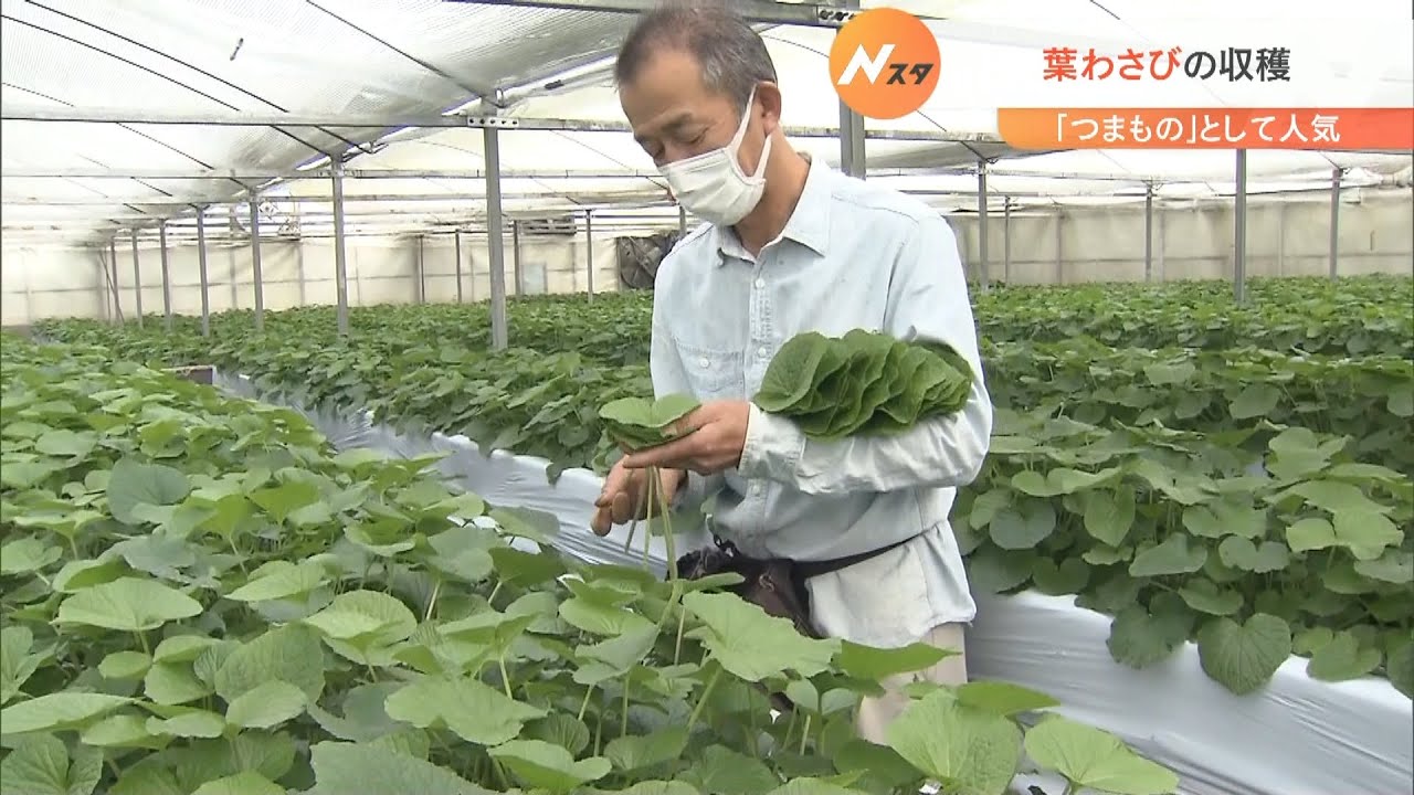 日本料理の“つまもの”や醤油漬けに　「葉わさび」の収穫が最盛期　徳島・上勝町（2022年4月24日）