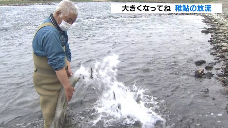 稚鮎の放流　和歌山の鮎漁解禁は５月２１日　体長１０ｃｍで放流され解禁時２０ｃｍに（2022年4月25日）