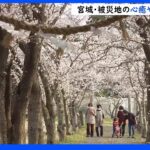 【令和のサクラ】被災地の心癒やす 神社参道の桜 宮城・角田市｜TBS NEWS DIG