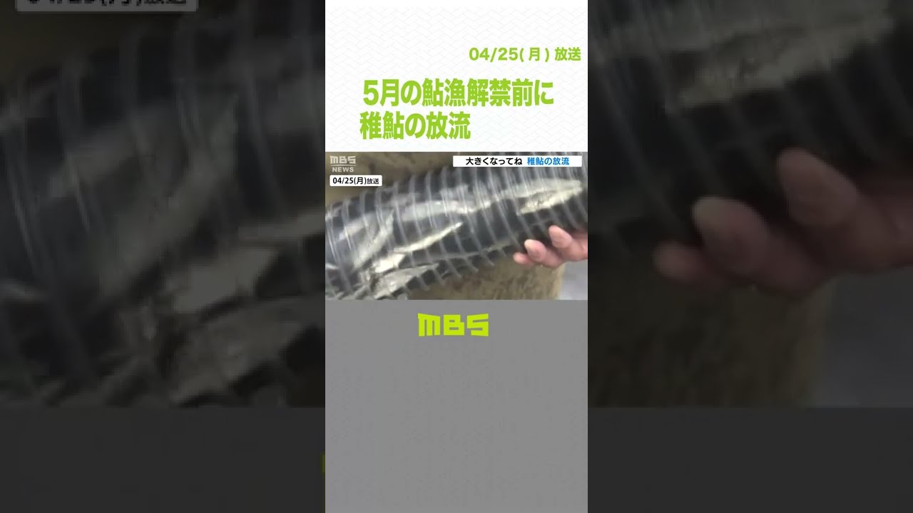 稚鮎の放流　和歌山の鮎漁解禁は５月２１日　体長１０ｃｍで放流され解禁時２０ｃｍに（2022年4月25日）#Shorts #稚鮎
