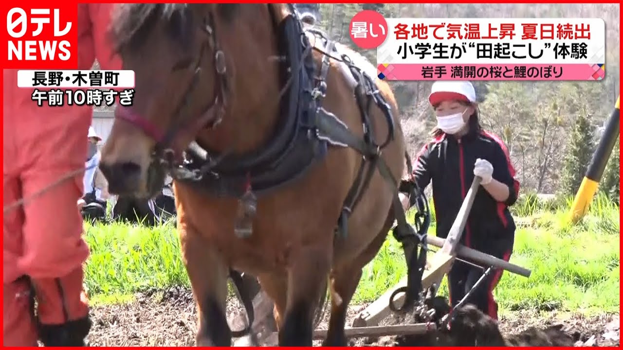 【気温上昇】東京今年6度目の夏日 小学生が馬を使った「田起こし」体験も