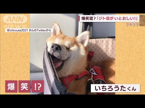 爆笑？熟睡？　“ジト目”が愛おしい！犬のいちろうた君(2022年4月25日)