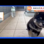 走り方がステップみたい！すくすく成長中の子犬【Nスタ】｜TBS NEWS DIG