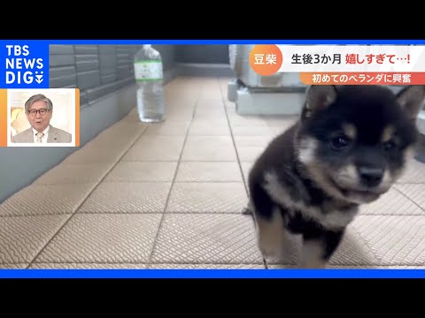 走り方がステップみたい！すくすく成長中の子犬【Nスタ】｜TBS NEWS DIG