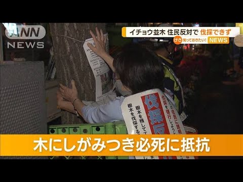 神田のイチョウ並木　住民反対で伐採できず・・・抗議で騒然　“木しがみつき”必死に抵抗(2022年4月26日)