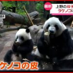 【双子パンダ】タケノコに興味津々 上野動物園