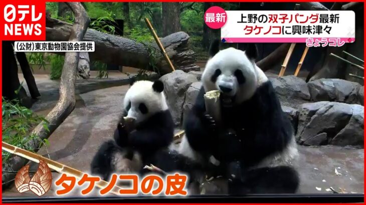 【双子パンダ】タケノコに興味津々 上野動物園