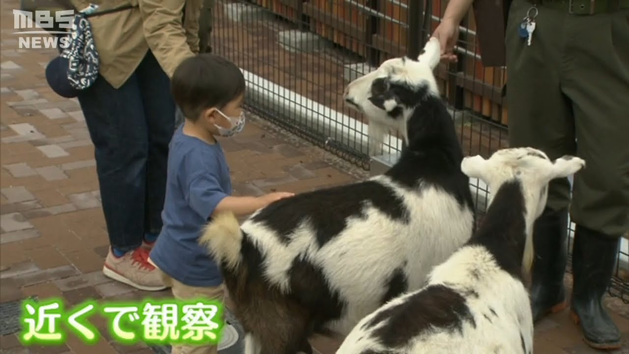 ふれあえる新施設！天王寺動物園「ふれんどしっぷガーデン」飼育員常駐でストレスケア（2022年4月27日）