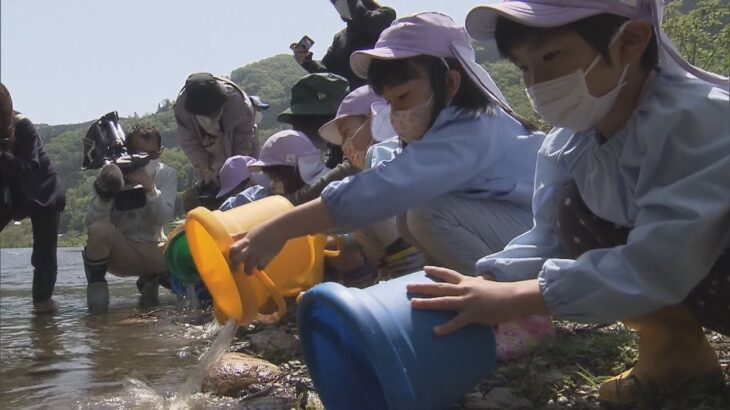 兵庫・養父市　３年ぶりに子供たちがおよそ３０００匹の稚アユ放流　成長すると「大屋太郎」に