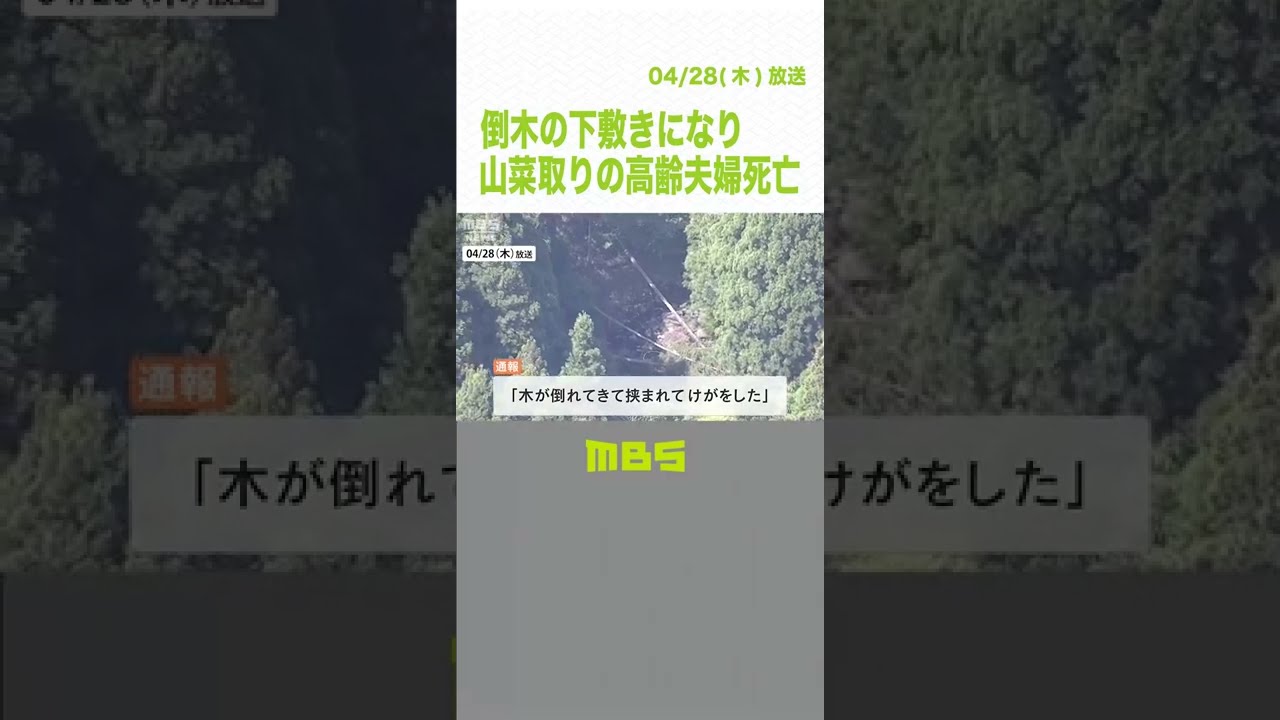 【倒木の下敷きに…】山菜採りしていた高齢夫婦が死亡　付近でスギの木など伐採作業(2022年4月28日)#Shorts#山菜採り#倒木