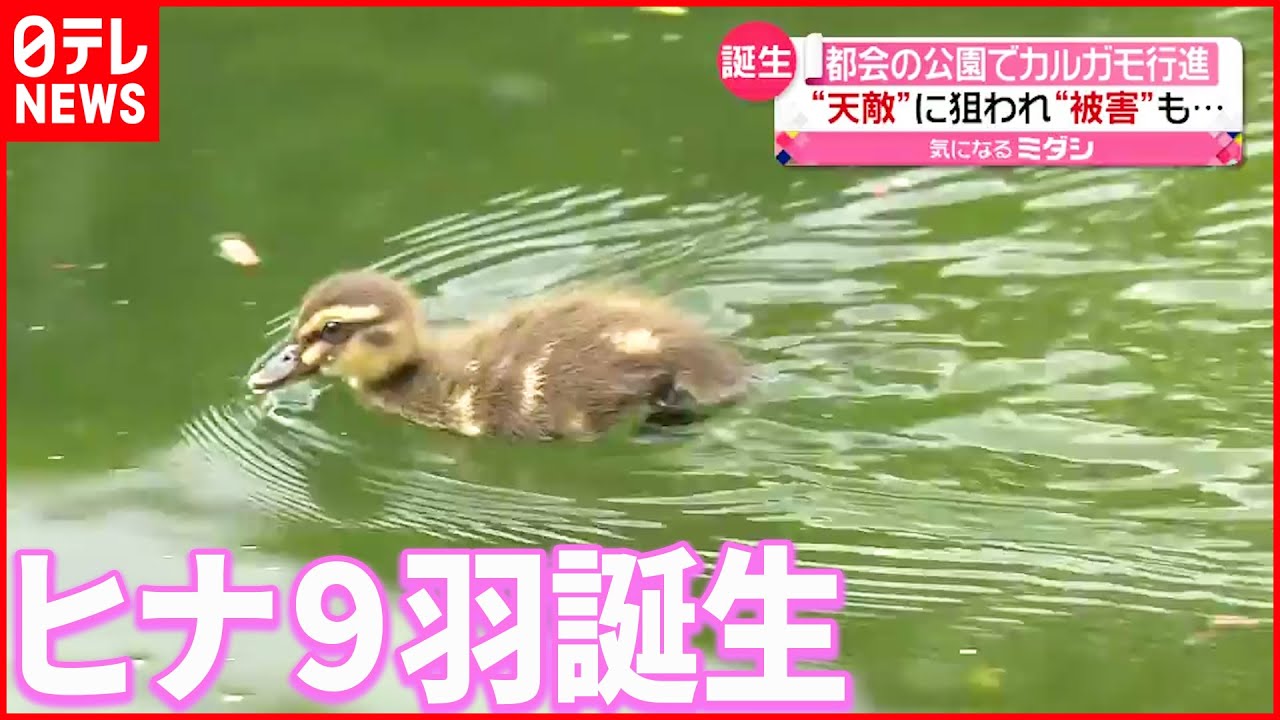 【カルガモの”ヒナ”】「命の大切さを知る機会に」目白庭園で誕生